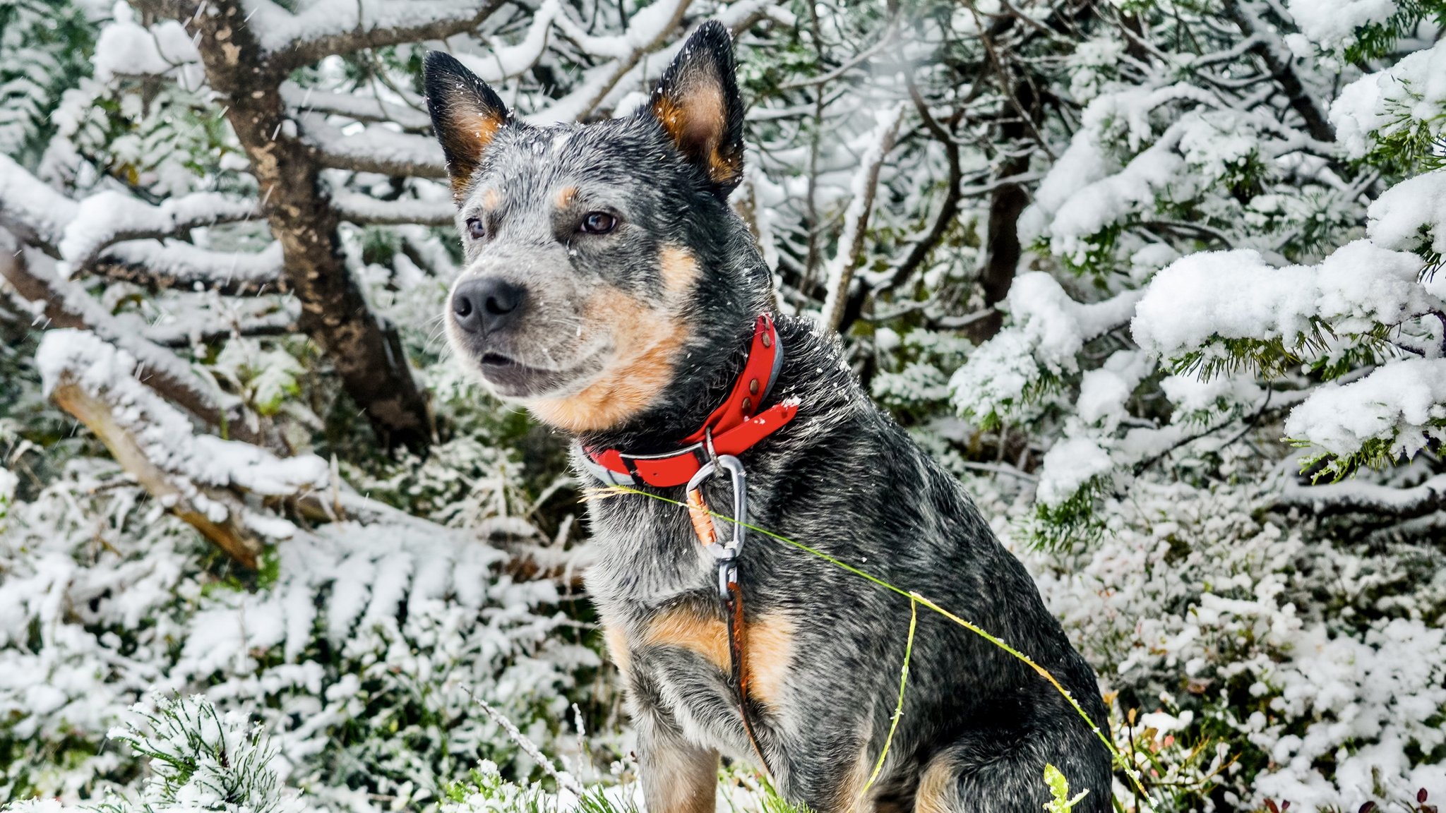 kynologicka rallye memorial stefana zavackeho 